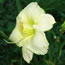 Hemerocallis Lime Frost